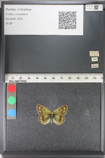 Media type: image;   Entomology 125331